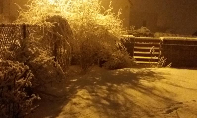 ogród nocą